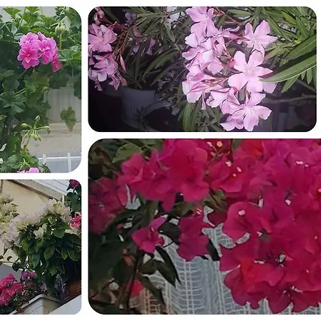 Penzion Margarita 3*